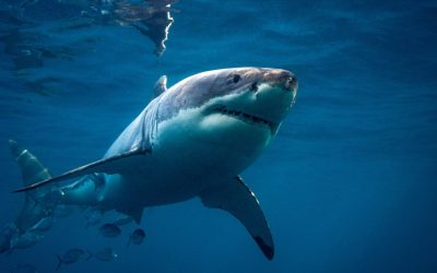 Shark Week!!!